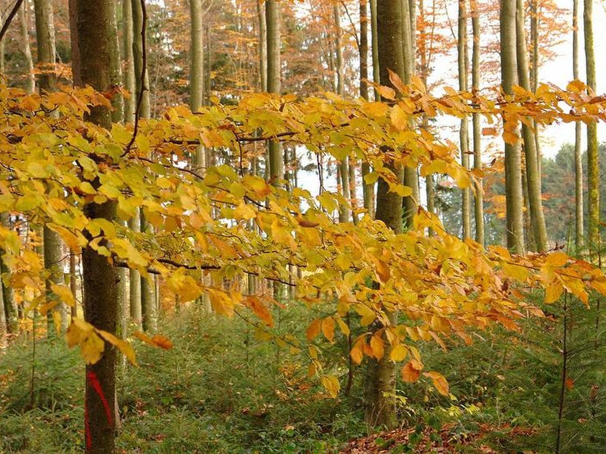 Schwarzwaelder Ferienwohnungen Seelbach (Baden-Wurttemberg) Exterior foto